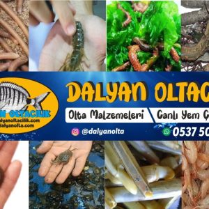 Balık Tutma Yarışmasında En Çok Tercih Edilen Yem