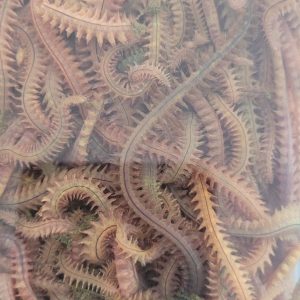 Canlı yem Kaya Kurdu